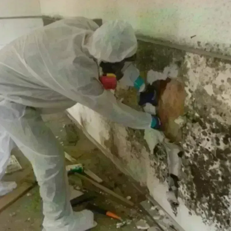 Mold Remediation and Removal in North Judson, IN